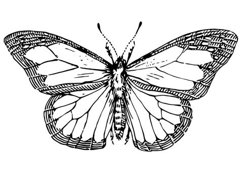 Dibujo para colorear Mariposa Img 13354