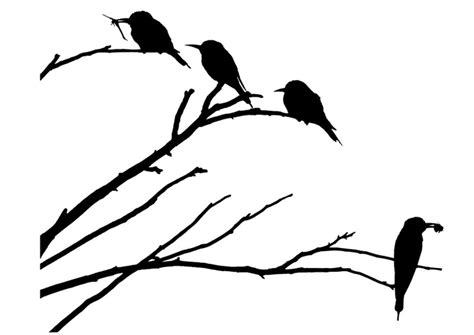 Dibujo para colorear pájaros sobre una rama   Img 29677