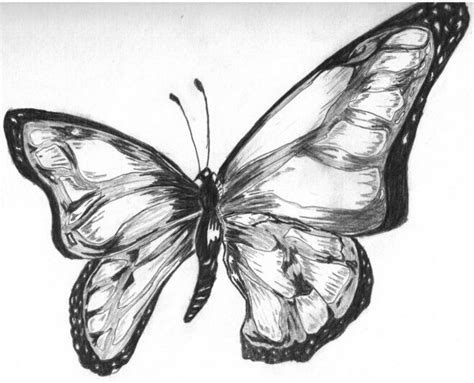 Dibujos a lapiz de mariposa   Imagui