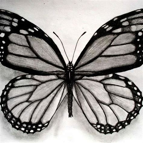 Dibujos A Lapiz De Mariposas. Affordable Mariposas ...