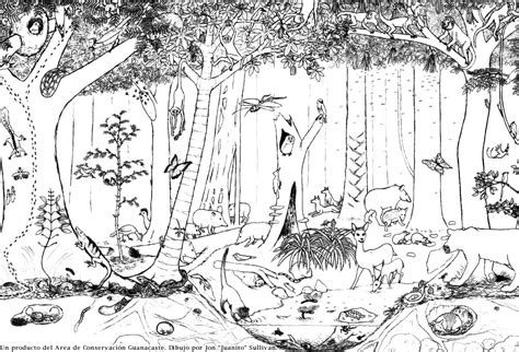 Dibujos de bosques para colorear   Imagui | animal ...