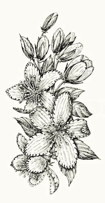 Dibujos de flores   Distintas flores para dibujar y colorear