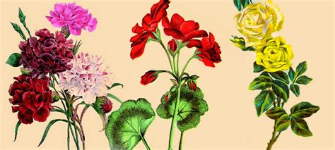 Dibujos de flores: la belleza se encuentra en la Naturaleza