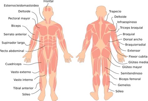 Dibujos De Los Musculos Del Cuerpo Humano. Simple Para El ...