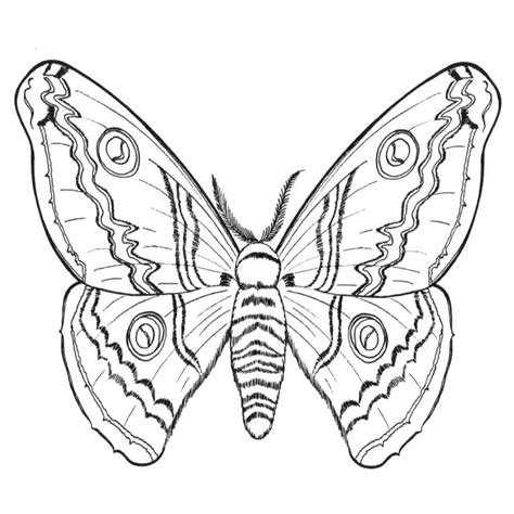 Dibujos De Mariposas Para Colorear | Colorear.website