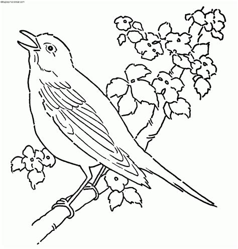 Dibujos de Pájaros para Colorear