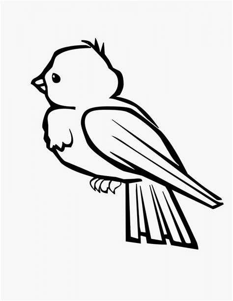 Dibujos de pájaros para pintar. Dibujos de pájaros