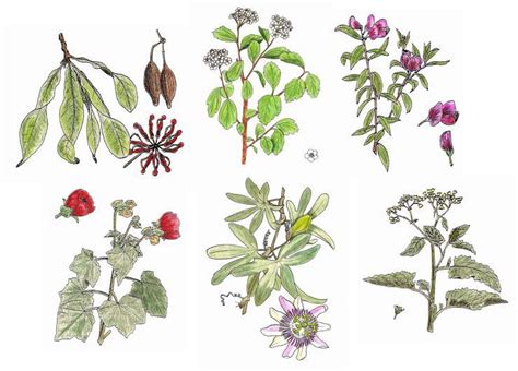 Dibujos de plantas ornamentales   Imagui