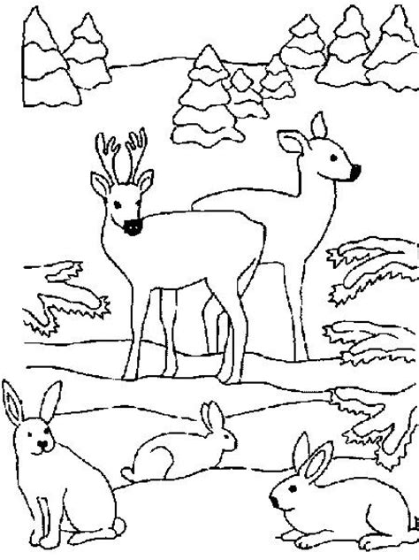 Dibujos de un bosque con animales   Imagui