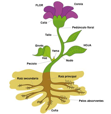 Dibujos de una planta y sus partes y la funcion de cada ...