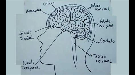 Dibujos del cuerpo humano 3/9   Cómo dibujar el cerebro ...