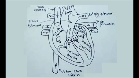 Dibujos del cuerpo humano 5/8   Cómo dibujar el corazón ...