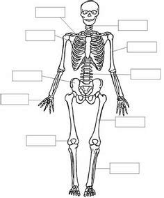 Dibujos del esqueleto y nombres de los huesos para ...