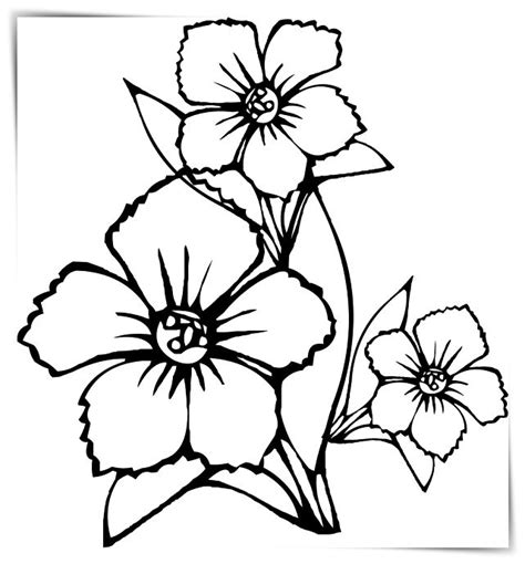 Dibujos flores hawaianas para pintar a4   Dibujo imagenes