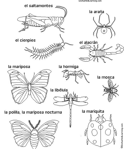 Dibujos Para Colorear Animales Invertebrados Vertebrados ...