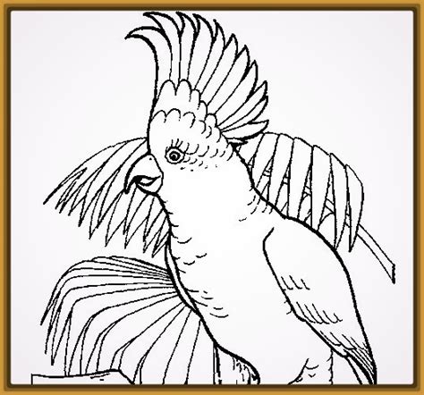 dibujos para colorear de aves rapaces Archivos | Imagenes ...