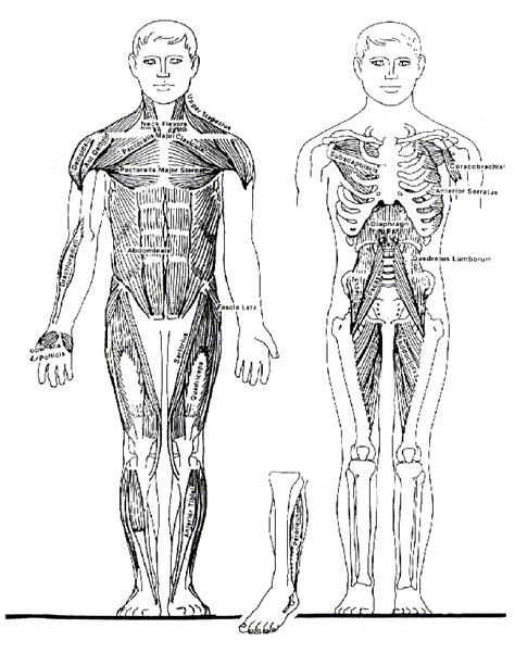 Dibujos para colorear de los musculos del cuerpo humano ...