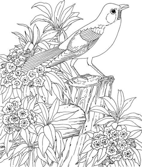 Dibujos para pintar de pájaros HD | DibujosWiki.com