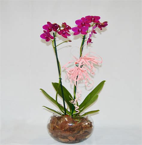 Dicas de como plantar orquídeas em casa | Como fazer em casa