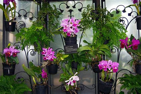 Dicas de cultivo de orquídeas – Orquidofilos.com
