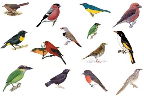 Did You Know?: Collective Nouns for Birds   What Group Of ...