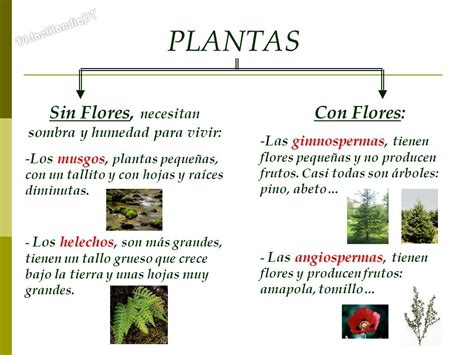 DidactilandiaPT Las Plantas Tema 4   C.M. 5º Primaria ...