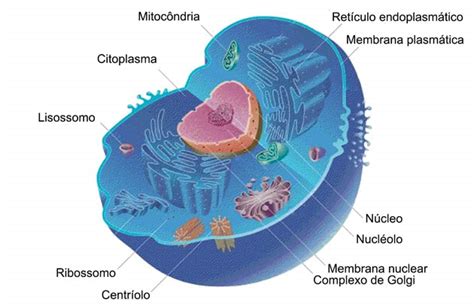 Diferenças e semelhanças entre célula animal e célula ...