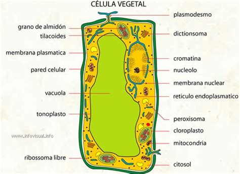 Diferencia entre célula animal y célula vegetal