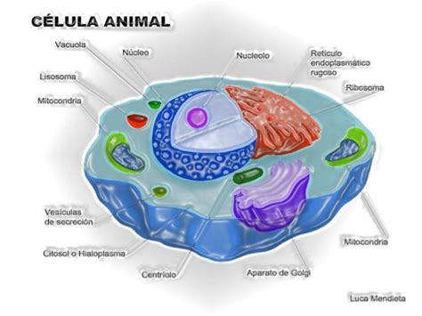 Diferencia entre celula animal y vegetal