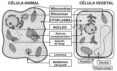 Diferencia entre celula animal y vegetal para colorear ...
