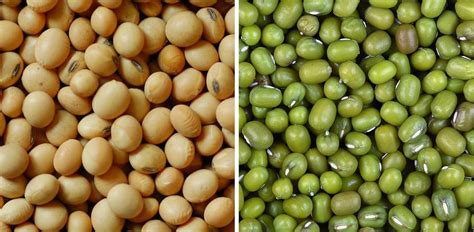 Diferencia entre la soja verde y soja blanca   Salsadesoja.com