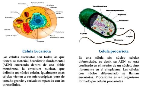 Diferencia entre las células procariotas y eucariotas ...