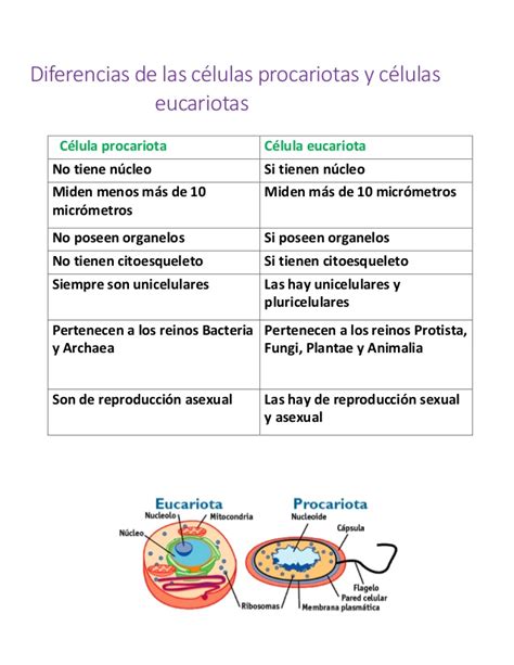 Diferencias de las células procariotas y células eucariotas