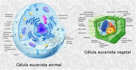 Diferencias Entre Célula Animal Y Vegetal | Biología ...