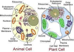 Diferencias entre celula animal y vegetal