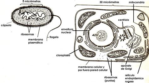 Diferencias entre célula procariota y célula eucariota ...