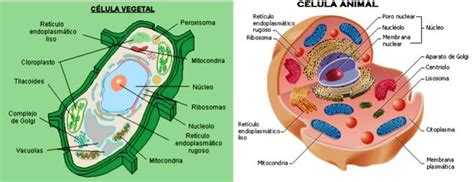 Diferencias entre células animales y vegetales   Tipos de ...