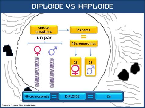 Diferencias entre células diploides y células haploides ...