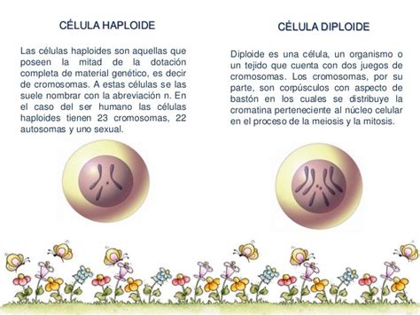 Diferencias entre células diploides y células haploides ...
