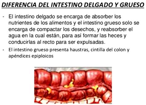 Diferencias entre el intestino delgado y el intestino ...