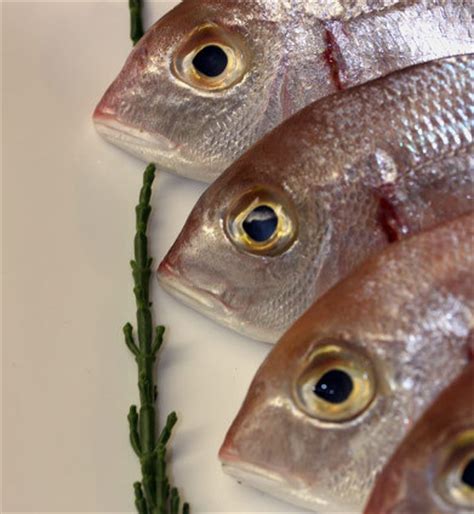Diferencias entre el pescado azul y el pescado blanco