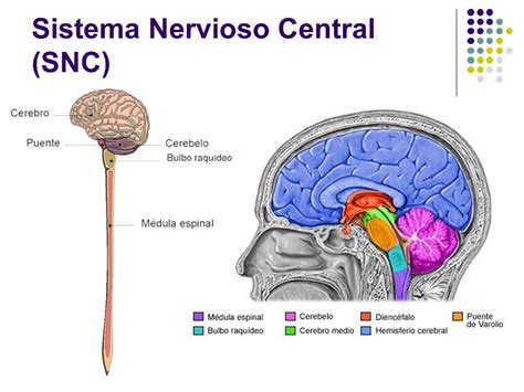 Diferencias entre el sistema nervioso central y periférico