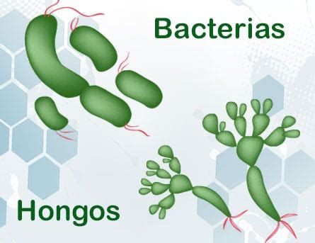 Diferencias entre hongos y bacterias | Diferencias.eu????