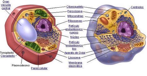 Diferencias entre la célula eucariota y procariota ...