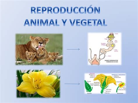 Diferencias y semejanzas en la reproducción animal y vegetal