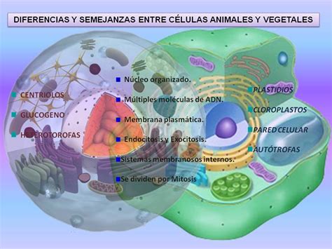 Diferencias y Semejanzas entre célula animal y vegetal