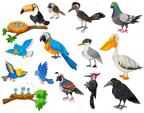 Diferentes Tipos De Aves Related Keywords   Diferentes ...