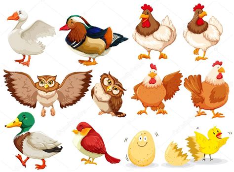 diferentes tipos de aves — Vector de stock © blueringmedia ...