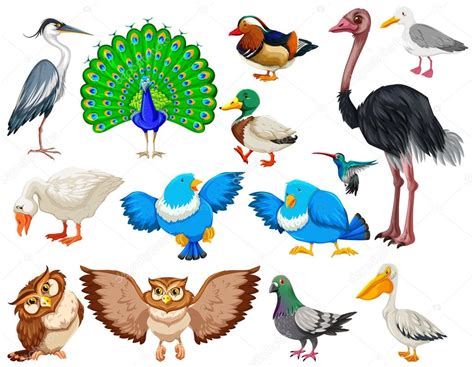 Diferentes tipos de aves selvagens — Vetores de Stock ...