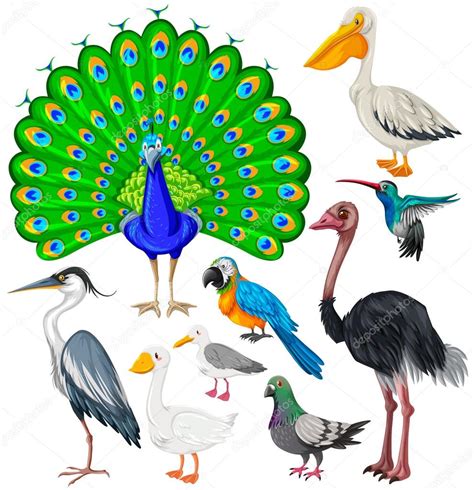 Diferentes tipos de aves silvestres — Vector de stock ...